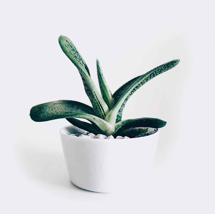 Boncellensis Secullant